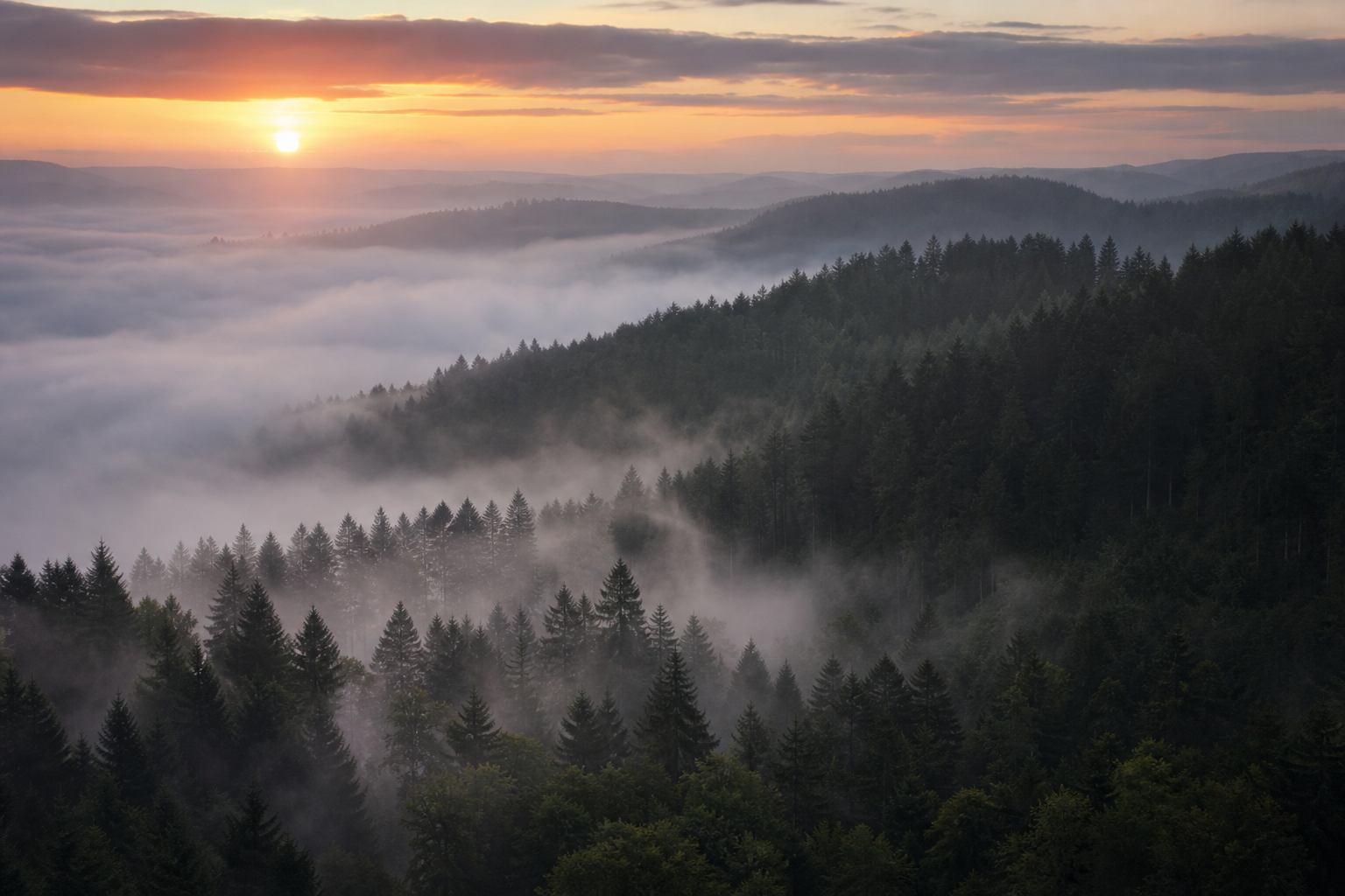 Nebel über Nadelwäldern im Schwarzwald